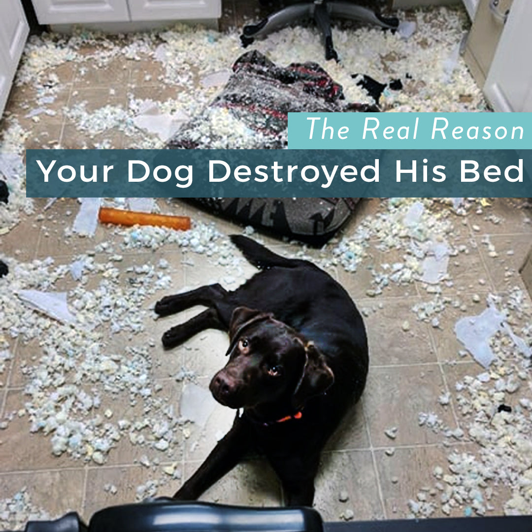 How To Keep My Dog From Tearing Up His Bed Bed Western