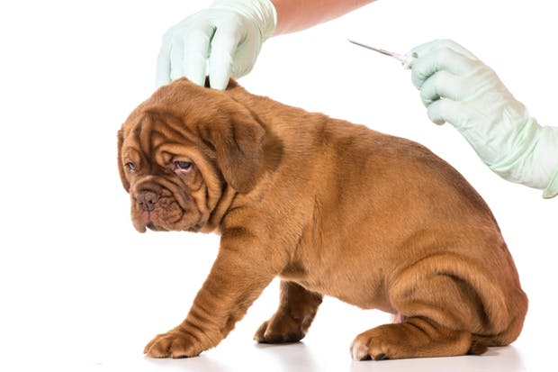 why you should microchip your dog