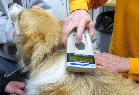 microchipped dog