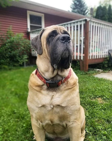 Brim the Mastiff