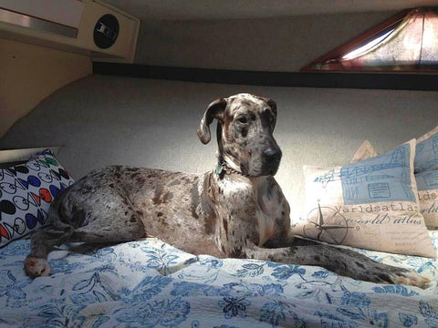 Great Dane