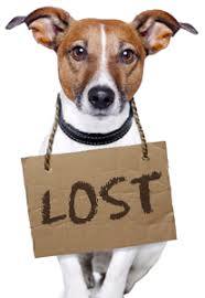 lost_dog