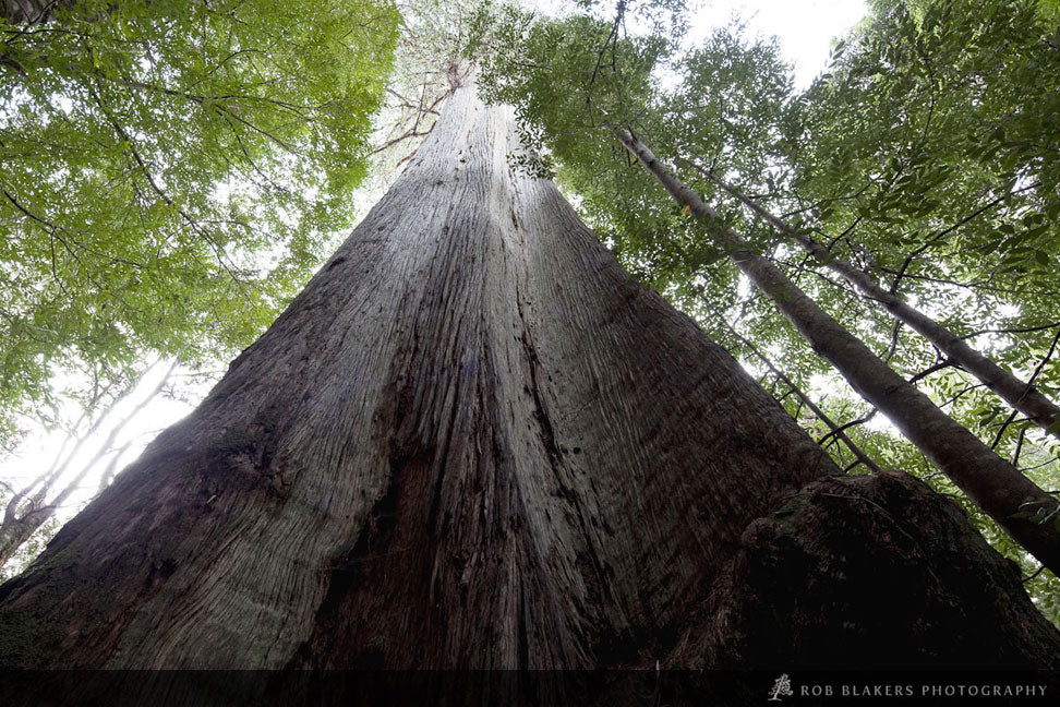 TF87 :: Giant eucalypt, Weld Valley
