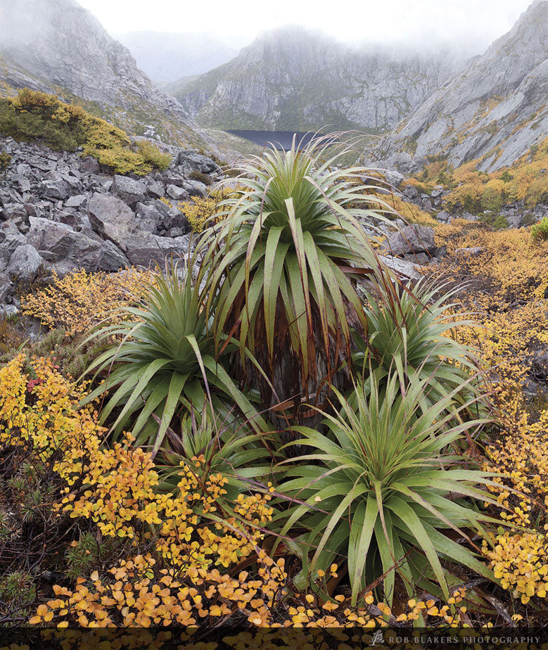 TS65 :: Pandanis and deciduous beech, West coast