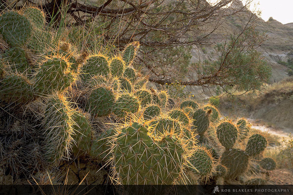 UW16 :: Cacti, Theodore Roosevelt NP