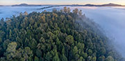 Rainforest canopy takayna 2