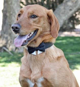 dog black tie