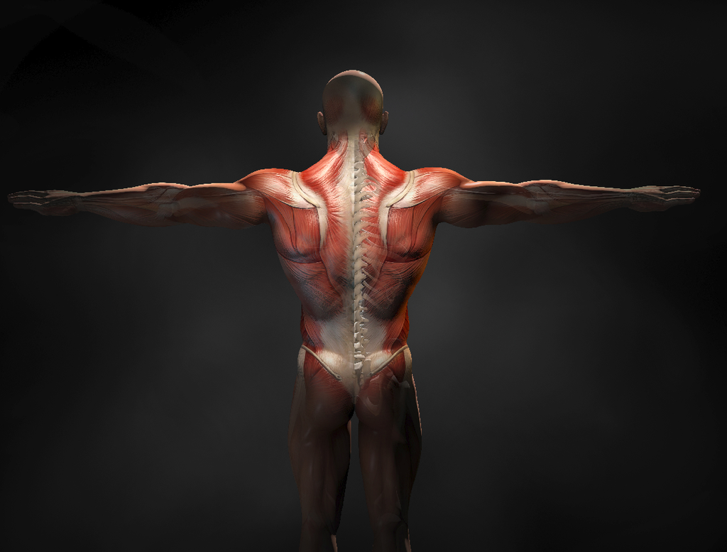 Posterior chain exercises: Back muscles of a man and showing off the spine