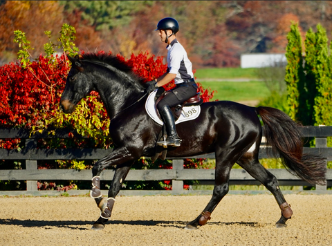 Horse being ridden bridleless