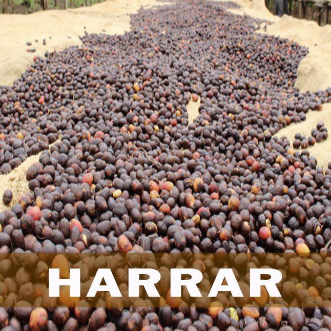 Harrarsex - 2 lbs. Ethiopian Queen City Harrar Grade 4 Fresh Medium Roast 100% Arabica  Coffee Beans