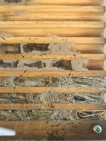 A bee nesting tray showing the nests of grass-carrying wasps and another species that uses mud as its nesting material, with small parasitic  wasps crawling between nests.