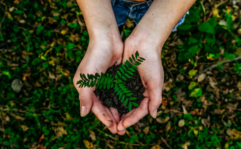 Planting of a tree sapling