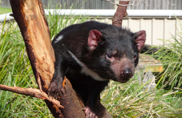 Tasmanian Devil