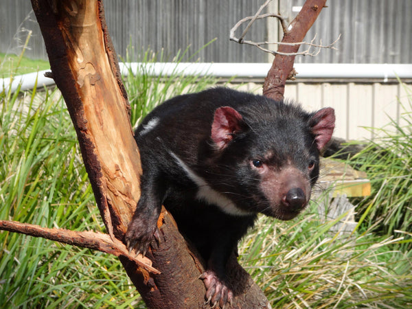 Tassie Devil 2021 Tour