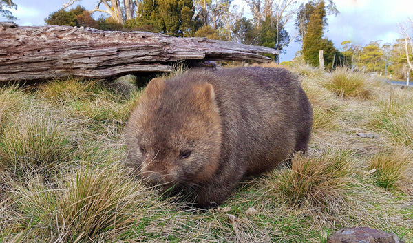 Wombat Tasmania Tour