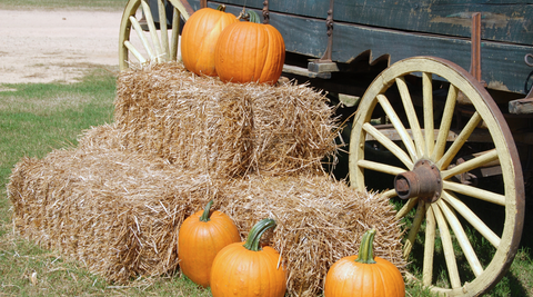 pumpkin patch for fall season