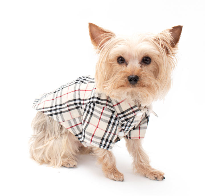 dog burberry shirt