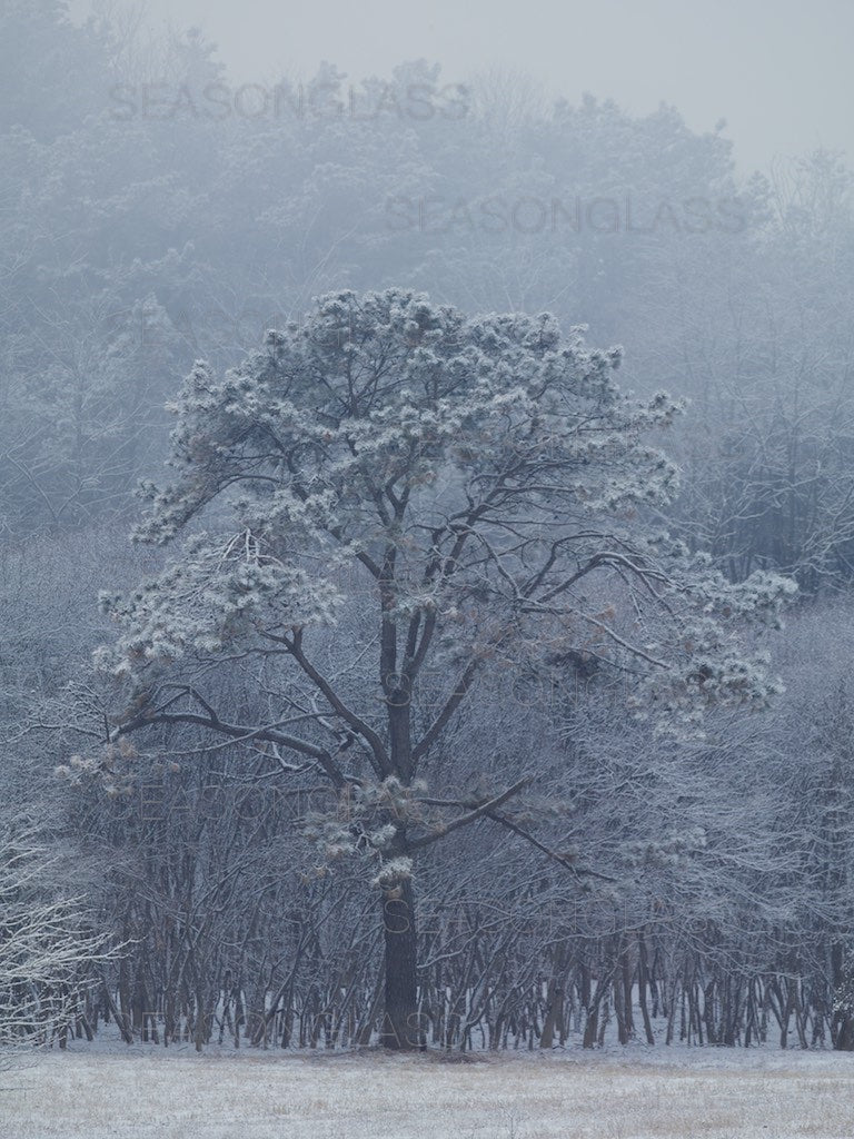 Pine Tree in Winter