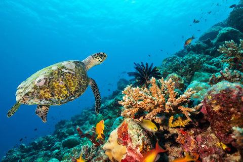 Sea turtle on reef in Curacao