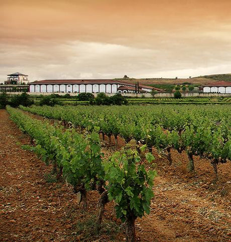 Growing grapes for wines like El Coto Rioja Blanco