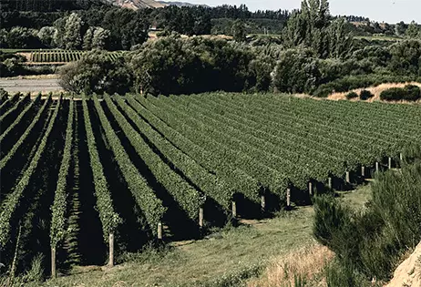 Vineyards where the Kono Sauv Blanc wine is produced
