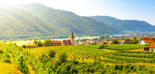 Landscape of Austrian vineyards and Danube River at Weissenkirchen