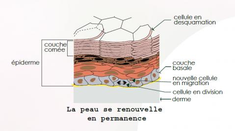 Acné peau noire la peau se renouvelle en permanence