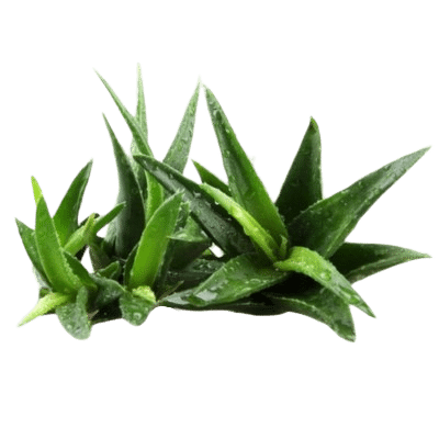 Green Hydrating Aloe Vera Plant Leaves On White Background