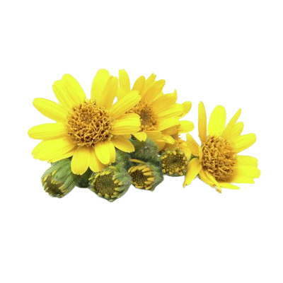 Bright Yellow Arnica Flowers & Green Stems On White Background