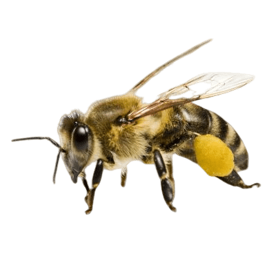 Fluffy Cute Honey Bee On White Background