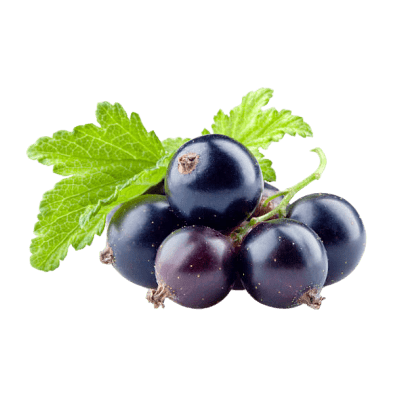 Dark Purple Juicy Blackcurrants With Green Berry Leaves