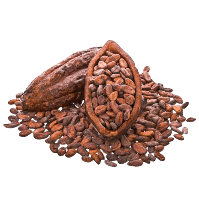 Dark Brown Cocoa Beans Exploding from Within Two Cocoa Pods