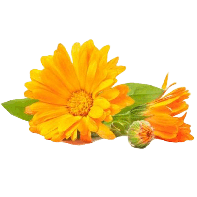 Pretty Yellow Calendula Herb Flowers With Green Stems & Leaves On White Background