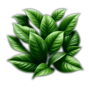 A Fresh Bunch Of Dark Green Camphor Leaves