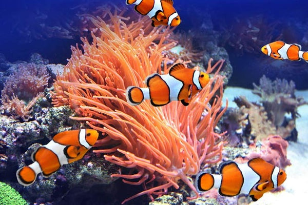 Clown Fish Swimming Under The Sea