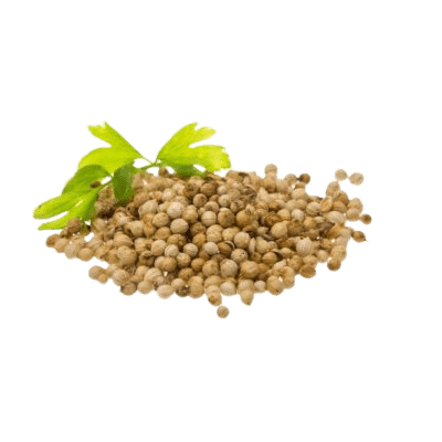 Brown Coriander Seeds With Green Cilantro Leaves On White Background