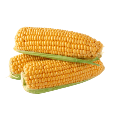 Three Bright Yellow Corn Cobs With Green Husk Still Visible