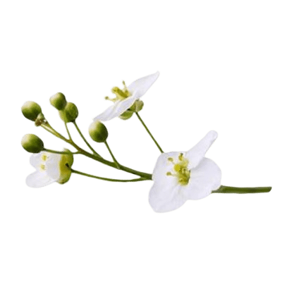 White Crambe Flowers & Green Seeds On Green Stalk