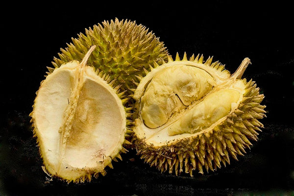 Durian Fruit on black background
