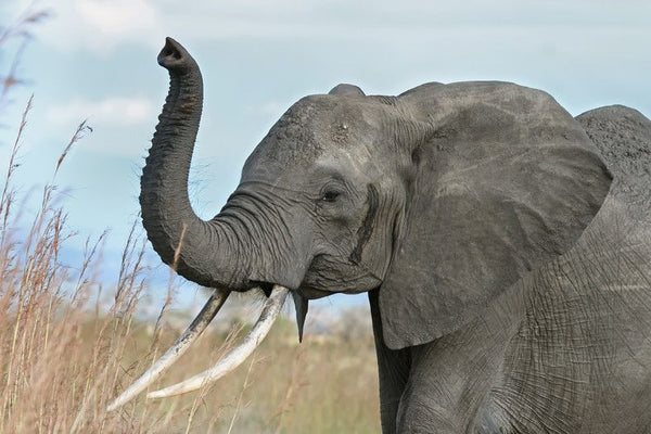Beautiful elephant in nature