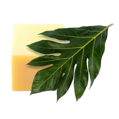 Candelilla Wax Block Amongst Plant Leaf