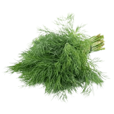 Green Fennel Plant On White Background