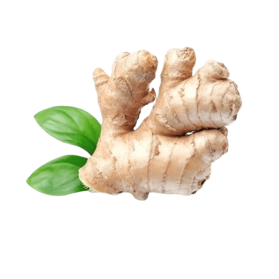 Ginger Root Exposed With Green Leafy Top On Transparent Background