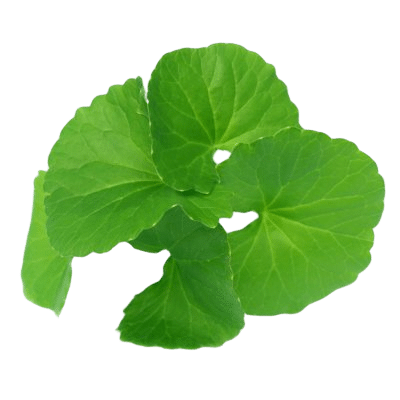 Green Gotu Kola Herbs On White Background