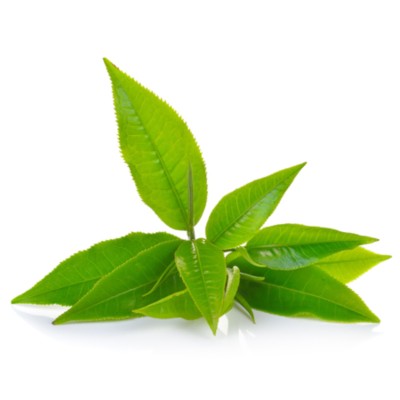 Vibrant Green Tea Leaves On White Background