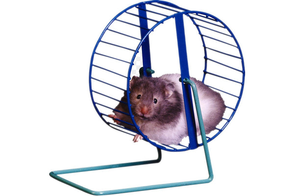 Fat Hamster On A Blue Wheel 
