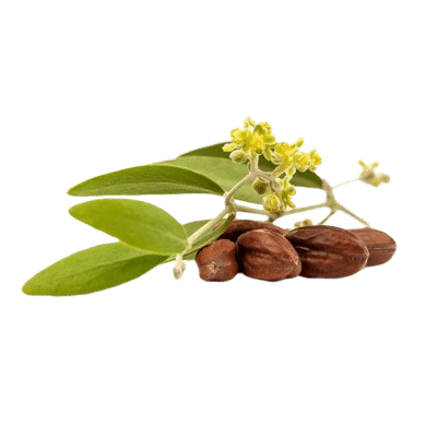 Brown Jojoba Nuts Alongside Green Jojoba Leaves