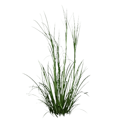 A Patch Of Green Spikey Palmarosa Grass On White Background