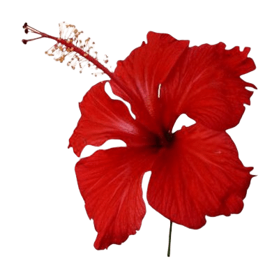 Bright Red Hibiscus Flower on White Background