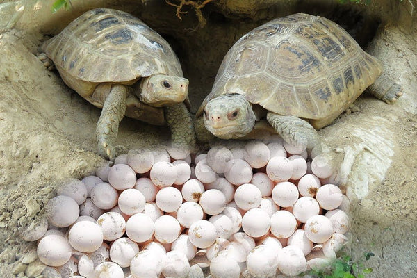 Turtles and turtle eggs